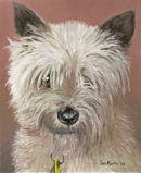 Cairn Terrier